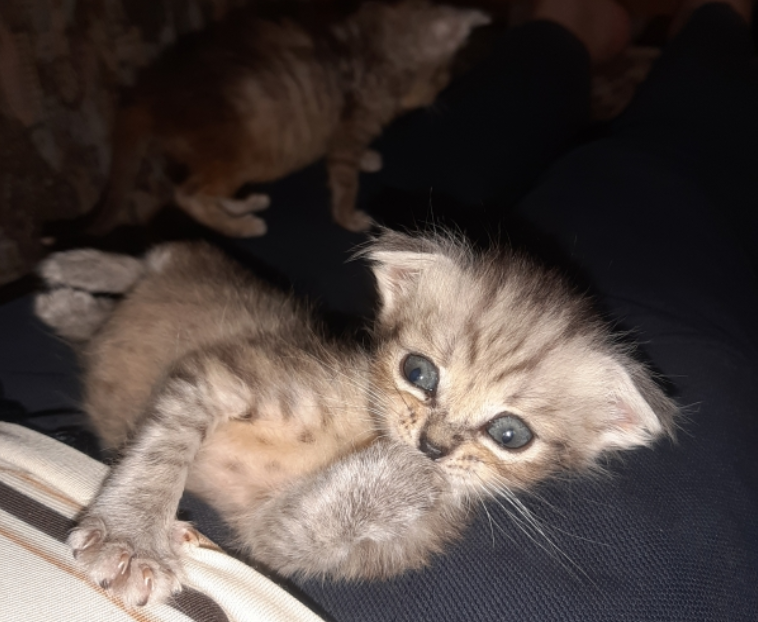 Отдам даром котят