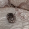 Отдам даром котят 1